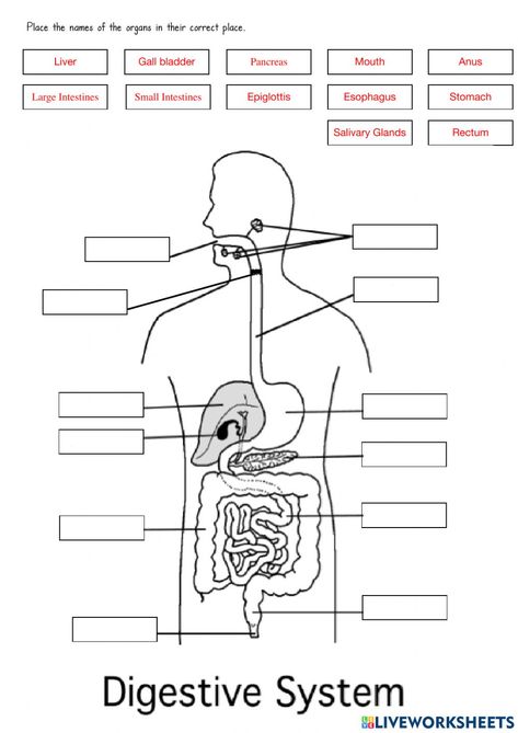 Digestive system exercise for Grade 6 Digestive System Parts, Digestive System Organs, Digestive System Diagram, 4d Wallpaper, Digestive System Worksheet, Digestive System Anatomy, Gender And Development, Letter To My Boyfriend, Plants Worksheets