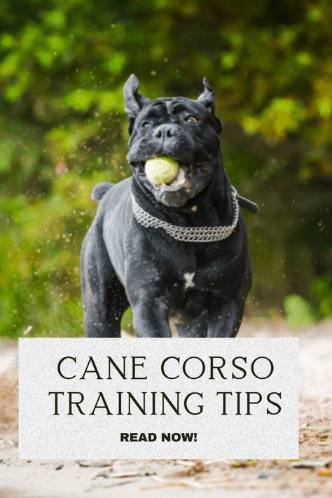 Cane Corso Dog Training, Cane Corso Tips, Cane Corso Facts, Cane Corso Training Tips, Cane Corso Puppy Training, Cane Corso Training, Formentino Cane Corso, Can Corso Dogs, Came Corso Puppy