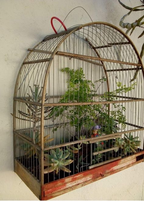 Bird Cage With Plants, Small Bird Cage Decor Ideas, Small Garden Hacks, Birdcage Planter, Hang Plants, Diy Garden Ideas, Plant Display Ideas, Vegetable Garden Planner, Upcycle Garden