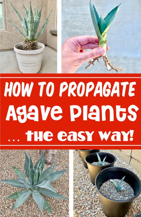 Wondering how to propagate agave plants for landscaping? It's SO easy! Design your garden and multiply your gorgeous agaves in your front yards and backyard for free with this simple little trick! Soon you'll have beautiful plants in pots or the ground in your front yards or backyard, and you won't believe how much you'll save! Here's what you need to do... Agave Garden Design, Agave Plant Landscaping Front Yards, How To Propagate Aloe Vera From Cuttings, How To Propagate Agave Plant, How To Propagate Aloe Vera From A Leaf, Propagating Aloe Vera From Leaf, Agave Plant Landscaping, Foxtail Agave In Pot, Propagating Cactus