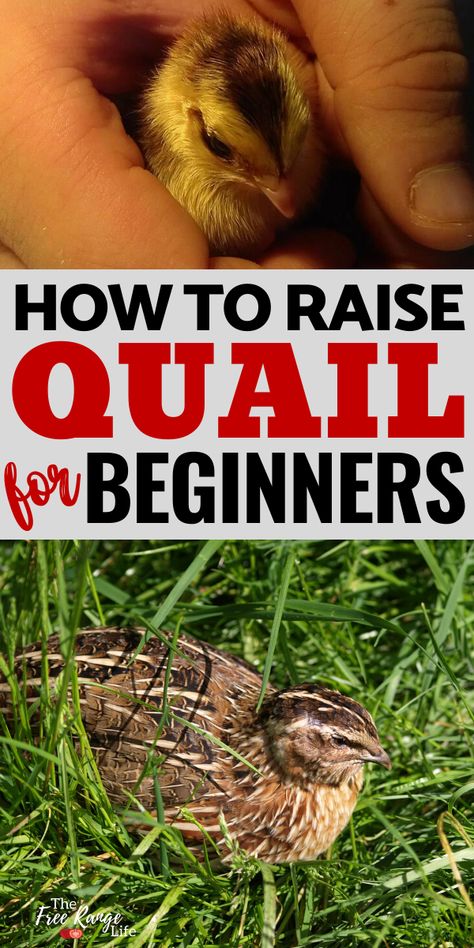 Raising Quail For Meat And Eggs, Raising Quails For Eggs, Raising Quail For Meat, Quail Egg Crafts, How To Raise Quail, Quail And Chickens Together, Raising Quail For Eggs, Quail Pen Ideas, Quail Aviary Ideas