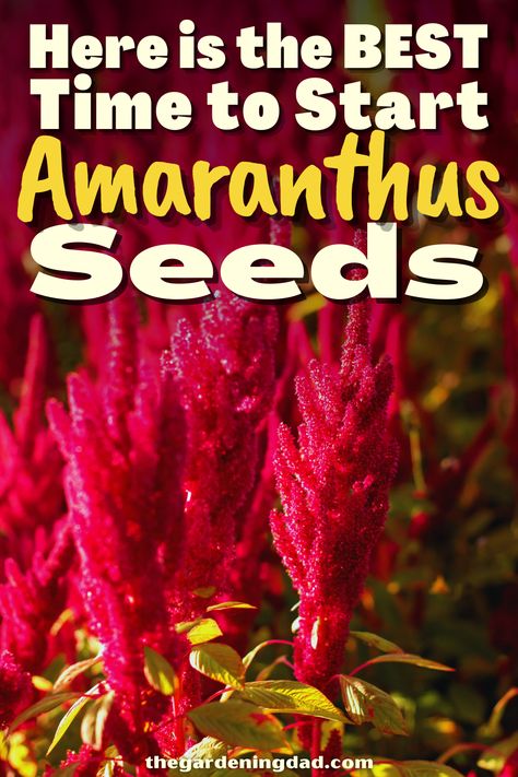 Do you want to start growing Amaranthus seeds? If so, follow this link to learn more about the best ways to start your seeds. #Thegardeningdad #Amaranthus #flowers Amaranthus Flower, Growing Seedlings, Amaranth, Fall Flowers, To Grow, To Learn, Ohio, To Start, Seeds