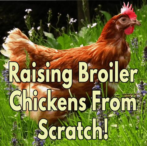 Raising Broiler Chickens, Raising Meat Chickens, Poultry Equipment, Broiler Chicken, Raising Chicks, Chicken Feed, Chicken Breeds, Meat Chickens, Raising Chickens