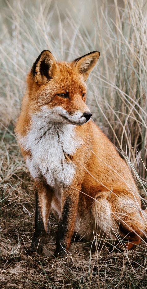 Fox Pictures, Pet Fox, Baby Fox, Cute Fox, Cute Animal Photos, Red Fox, Animal Wallpaper, Animal Photo, 귀여운 동물