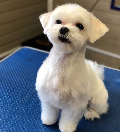 30 Best Maltese Haircuts for Dog Lovers – Page 6 – The Paws Shitzu Maltese Haircuts, Maltese Shitzu Haircut, Shihpoo Grooming Styles, Maltese Puppy Cut, Blue Haircut, Maltese Haircuts, Maltese Dogs Haircuts, Maltese Grooming, Maltese Haircut