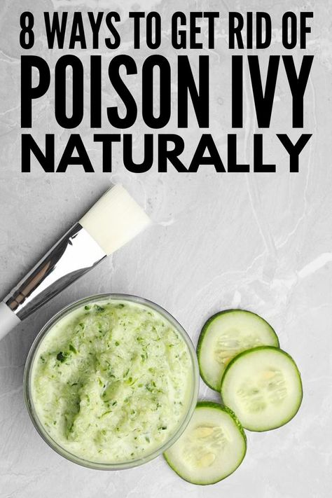 Natural Remedy For Poison Ivy, Remedy For Poison Ivy Rash, How To Treat Poison Ivy, Oatmeal Bath For Poison Ivy, How To Get Rid Of Poison Oak, Home Remedy For Poison Ivy Rash, Natural Remedies For Poison Ivy, Home Remedies For Poison Ivy, Home Remedy For Poison Ivy