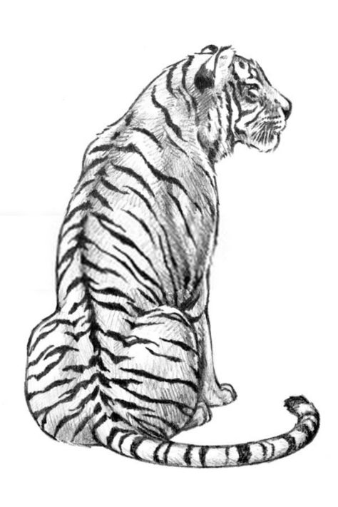 How to draw Tiger drawings #tiger #drawings #howtodraw #drawingideas Tiger Drawing Simple, Tiger Cartoon Drawing, Easy Tiger Drawing, Feline Drawing, Tiger Face Drawing, Tiger Art Drawing, Tiger Drawings, Lion Drawing Simple, Tiger Sitting