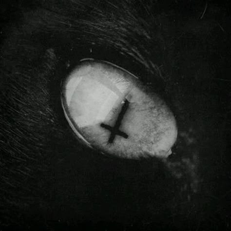 Creepy Core, Goth Wallpaper, Edgy Aesthetic, Silly Cats Pictures, Gothic Metal, Gothic Aesthetic, Cat Aesthetic, Aesthetic Gif, Aesthetic Images