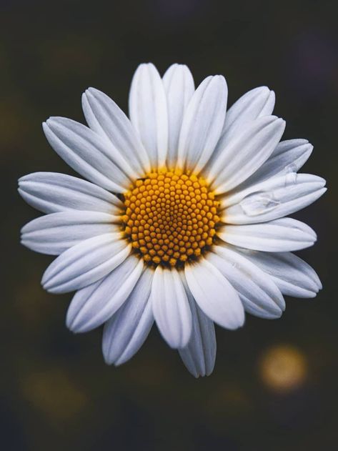 Pictures Of Daisies, Daisy Flower Photography, Symmetrical Flowers, Sunflower Themed Kitchen, Nature 3d, Russian Painting, Rock Painting Ideas Easy, Wallpaper Nature Flowers, Visual Aesthetics