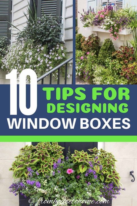 These Charleston window boxes use beautiful shade and sun plants to add great curb appeal to the front yard garden.  Get inspiration from their window box ideas to design gorgeous flower box plant combinations for your own home. #fromhousetohome #flowerboxes #garden #plants  #containers #containergardening Green Mountain Boxwood, Flower Box Ideas, Impatiens Plant, Window Box Ideas, Gardening Tomatoes, Window Box Plants, Flower Combinations, Coral Bells Heuchera, Add Curb Appeal