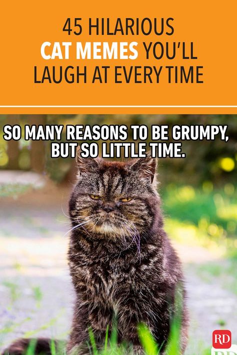 Can anything brighten a day quite like a funny cat? These hilarious cat memes are guaranteed to make you crack a smile. #cats #memes #catmemes #jokes #catjokes #humor Funny Cat Jokes Humour, Cats Quotes Funny, Scary Cats Funny, Funny Cat Sayings Humor, Funny Cat Memes Hilarious Humor, Funny Cat Quotes Hilarious, Funny Kitty Pictures, Funny Images Hilarious Humor, Funny Cat Memes Hilarious