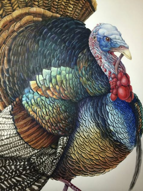 Incorporating Pen & Ink with Watercolor - The Art of Mindy Lighthipe Turkey Pictures Image, Turkey Feathers Tattoo, Watercolor Turkey Paintings, Turkey Acrylic Painting, Turkey Watercolor Painting, Wild Turkey Tattoo, Turkey Watercolor, Wild Turkey Painting, Watercolor Turkey