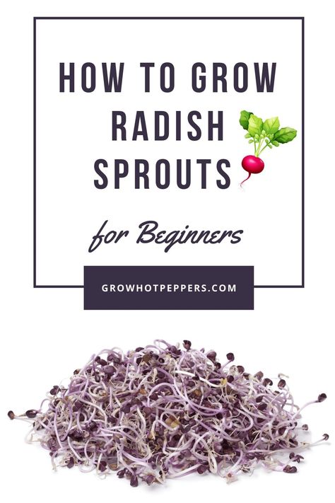 Radish Sprouts Recipe, Sprouts In A Jar, Bean Sprouts Growing, How To Make Sprouts, Sprouts Growing, Grow Sprouts, Growing Hot Pepper, Grow Peppers, Microgreens Recipe