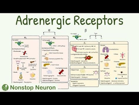 Adrenergic Receptors: Types, Distribution, Mechanism, Agonist, Antagonist - YouTube Alpha And Beta Receptors, Alpha Adrenergic Agonist, Adrenergic Receptors, Animation Video, Video Library, Blood Vessels, Medical, Google Search