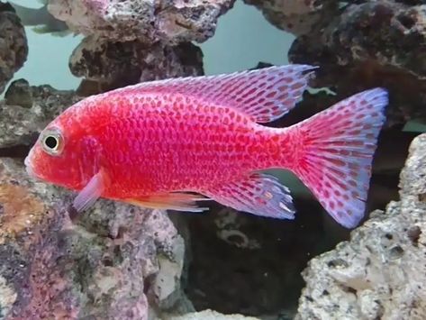 Cichlid Fish, Ocean Aquarium, African Cichlids, Water Type, Cool Tanks, Freshwater Fish, Fish Tank, Bright Colors, Fish Pet