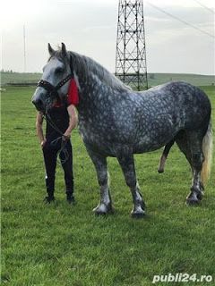 Big Horse Breeds, Horse Mate, Largest Horse Breed, Stallion Horses, Big Horses, Most Beautiful Horses, Appaloosa Horses, Interesting Animals, Horses And Dogs