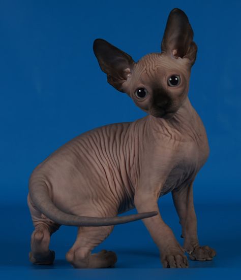 Seal Point Sphynx Cat, Sphinx Cat, Cute Animal Pics, Sphynx Cat, Cute Critters, Lil Baby, Animal Pics, Sphynx, Cat Colors