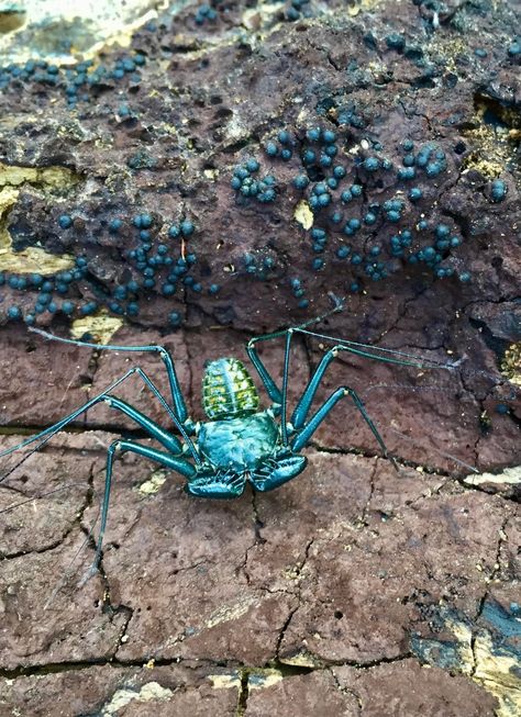 Tailless Whip Scorpion #animals #nature #photography Tailless Whip Scorpion, Whip Scorpion, Space 1889, African Animals Photography, Animal Photography Dogs, Leather Painting, Animal Photography Wildlife, Jaguar Animal, Creepy Animals