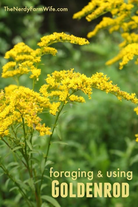 Foraging and Using Goldenrod to Make Tincture, Tea, Oil & Salve. The tincture and tea can be used to treat kidney stones, allergies and colds, while the oil and salve can be used for muscle aches & pains. Things To Make With Sunflowers, Burdock Root Salve, Goldenrod Tincture Benefits, Medicinal Wild Plants, Medicinal Weeds, Edible Weeds, Wild Foraging, Wild Food Foraging, Wild Herbs