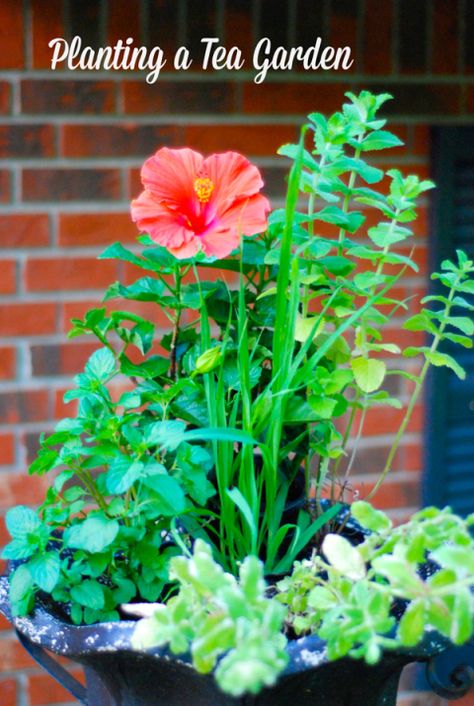 Planting a Tea Garden #gardening #teagarden #tea Tea Garden Ideas, Herbal Tea Garden, Peppermint Recipes, Tea Gardens, A Spicy Perspective, Rose Hips, Bee Balm, Holy Basil, Hibiscus Tea