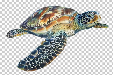 Turtle Dancing, Dancing Turtle, Sea Turtle Illustration, Emperor Angelfish, Underwater Tattoo, Hawksbill Sea Turtle, Sea Turtle Drawing, Turtle Illustration, Sea Turtle Tattoo