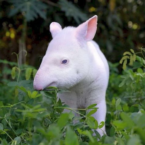 Rare Animals Real, Leucistic Animals, Albino Moose, Rare Albino Animals, Animal Aesthetic, Albino Animals, Wild Animals Pictures, Interesting Animals, Unusual Animals