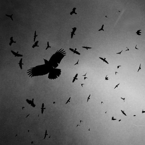 Crooked Kingdom, Raven Queen, Crows Ravens, Leigh Bardugo, Six Of Crows, Dark Photography, Character Aesthetic, White Aesthetic, Crows