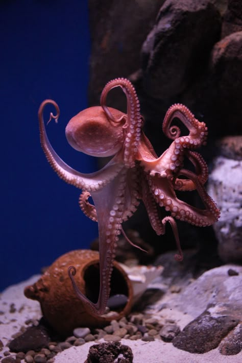 Medium octopuses Octopus Reference Photo, Aesthetic Octopus, Octopus Reference, Tattoos Fish, Octopus Photography, Octopus Facts, Octopus Photos, Octopus Sketch, Octopus Species