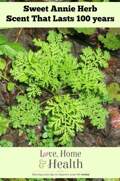 #Gardening Sweet Annie Herb - www.LoveHomeandHealth.com Sweet Annie Uses, Sweet Annie Plant, Sweet Wormwood, Herbal Pharmacy, Flower Arranging Tutorial, Vegtable Garden, Gardening Herbs, Medicinal Herbs Garden, Sweet Annie