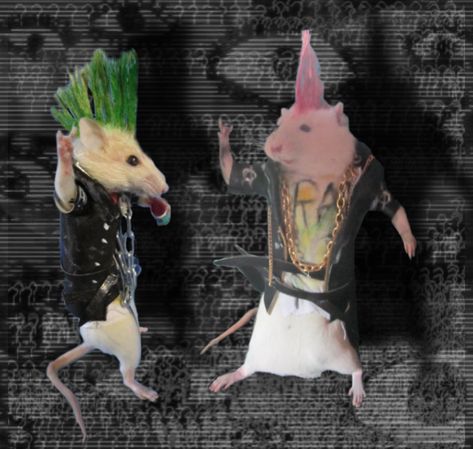 cool punk rats | alexiacarzu Punk Rat, Emo Rat, Rat Boy, Mole Rat, Mouse Rat, Pet Rats, Season 12, Silly Animals