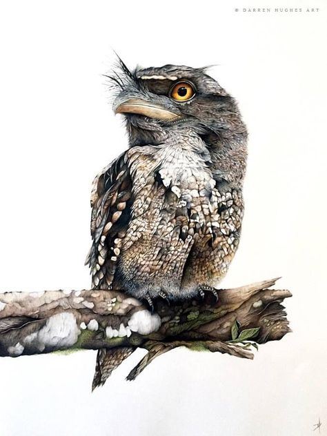 Darren Hughes | The Tawny Frogmouth Tawny Frogmouth, Watercolour Birds, Magpie Art, Aussie Animals, Birds Of Australia, Bird Photos, Australian Wildlife, Painted Walls, Wildlife Paintings