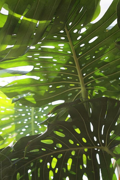 Alocasia Plant, Morning Sunlight, Plant Photography, Plant Aesthetic, Plant Painting, Monstera Plant, Welcome To The Jungle, Monstera Deliciosa, Nature Plants