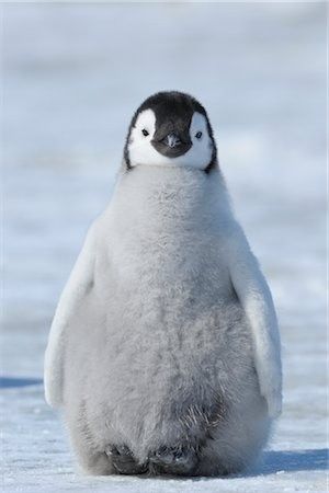 Jar Inspiration, Penguin Photos, Penguin Pictures, Penguin Art, Penguin Love, Emperor Penguin, Baby Penguins, Kawaii Animals, Cute Wild Animals