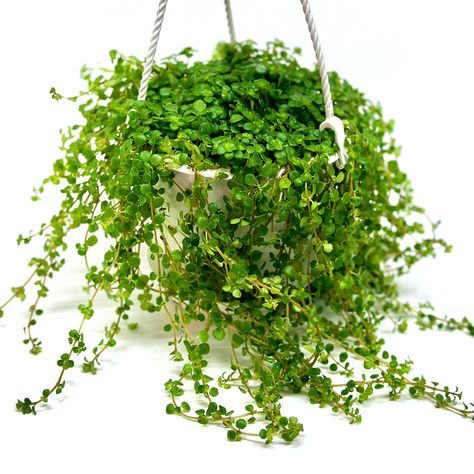 PRICES MAY VARY. 【Rare and Affordable】- Acquire the coveted Pilea Depressa plant for your plant collection without breaking the bank—elevate your indoor spaces with its striking presence. 【Striking Decor Accent】- Enhance your home beauty with the captivating Indoor hanging plants live – pre-potted in moss for instant enjoyment upon unboxing. Transform your living space with these rare and beautiful indoor houseplants. 【Gift Perfection】- Unwrap joy with our trailing plants live—ideal for birthday Hang Plants In Bathroom, Plants In Bathroom, Frontyard Landscape Layout, Hanging Plant Ideas, Plants For Home Office, Pilea Plant, Frontyard Landscape, Wishlist Plants, Indoor Hanging Plants