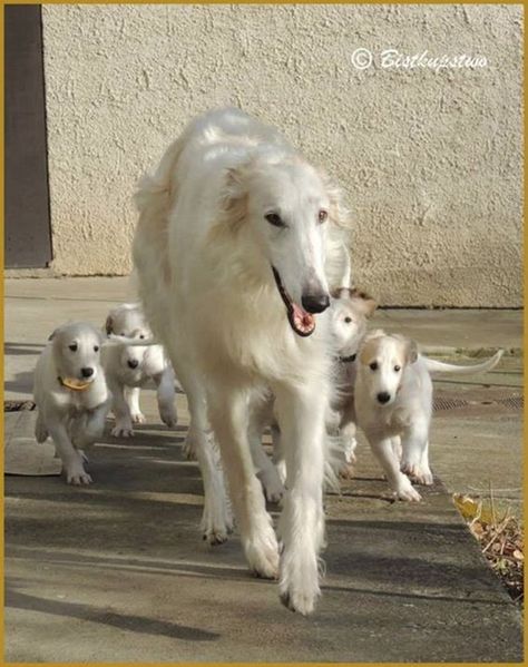 Cute pictures of saluki dogs with puppies (15) Saluki Dogs, Russian Wolfhound, Borzoi Dog, Afghan Hound, Small Puppies, Must Love Dogs, Weimaraner, Animal Pics, Whippet