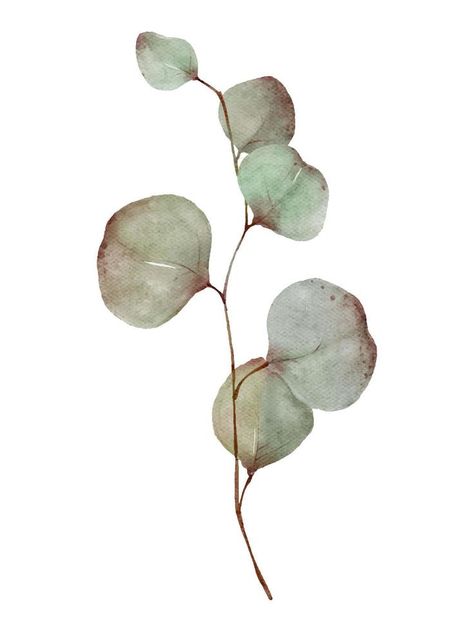 Eucalyptus greenery tree branch with leaves watercolor painting isolated on white background Illustrated Plants, Tree Branch With Leaves, Leaves Watercolor Painting, Leaves Tattoo, Branch With Leaves, Best Graphic Design, Leaves Watercolor, Eucalyptus Tree, Pin Pics