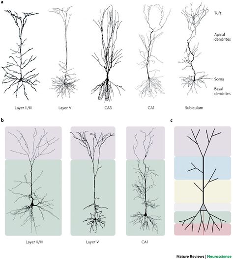 Neuron Tattoo, Synapse Neurons Tattoo, Epileptic Tattoo Ideas, Structure Of Neuron, Structure Of Neuron Diagram, Synapses Neurons, Neurotransmitters Brain Neurons, Brain Tattoo, Inner Bicep Tattoo