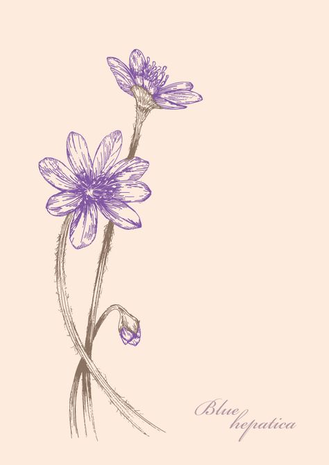 Wild flowers illustration Project BLUE HEPATICA FLOWER by JUNG SOO CHAE, via Behance Hepatica Flower, Wild Flowers Illustration, Dainty Flower Tattoos, Wildflower Tattoo, Contemporary Graphic, Flowers Illustration, Watercolor Bookmarks, Pretty Backgrounds, Watercolor Flower Art