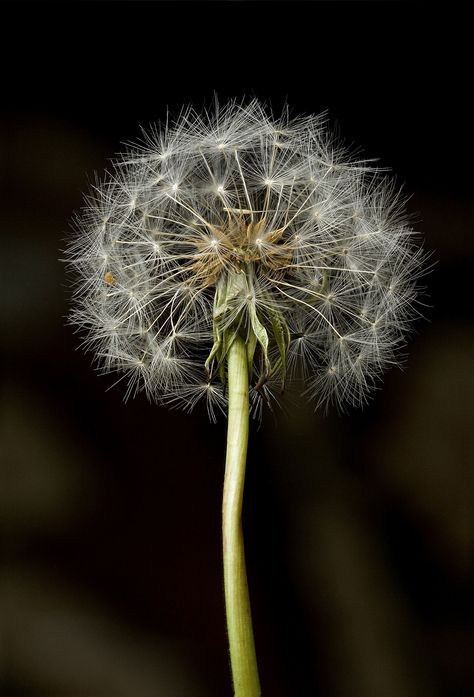 Dandelion Clock, Dandelion Wish, Menstrual Pads, Raw Photo, Shape Shifting, Garden Set, Natural Forms, Painting Photos, Yellow Flowers