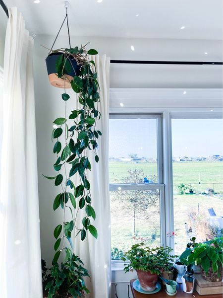 Hanging Plants Living Room, Thrift Diy, Plants Living Room, Hoya Carnosa, Kitchen Plants, Living Room Plants, Ceiling Hooks, Hanging Plants Indoor, Plant Decor Indoor