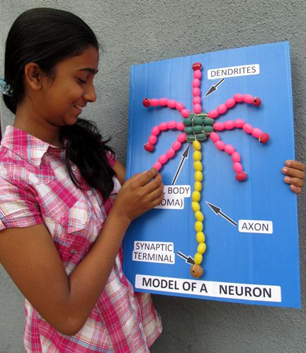 Toys from Trash - Model of a neuron Nerve Cell Model Project, Nerve Cell Model, Neuron Model Projects, Biology Models, Health Science Projects, Nervous System Projects, Neuron Model, Science Experiments Videos, Human Body Systems Projects