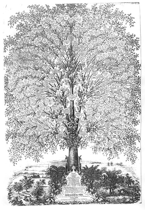 Love the layout of this tree Family Tree Examples, Genealogy Art, Unique Family Tree, Ancestry Tree, Genealogy Tree, Family Tree Designs, Genealogy Chart, Genealogy Book, Genealogy Websites