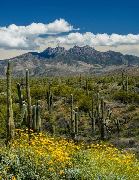 Four Peaks Arizona, Superstition Mountains Arizona, Snake Enclosure, Superstition Mountains, Desert Mountains, Desert Life, Travel Landscape, Desert Sunset, Sonoran Desert