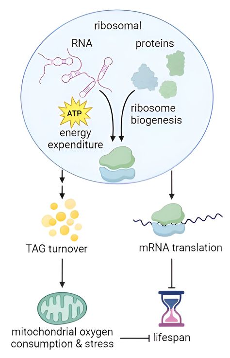 Researchers demonstrate interaction between metabolic health and healthy aging Check more at https://syakaihoken-web.com/researchers-demonstrate-interaction-between-metabolic-health-and-healthy-aging/ Metabolic Health, Living Organisms, Protein Synthesis, Healthy Aging, The Cell, Health