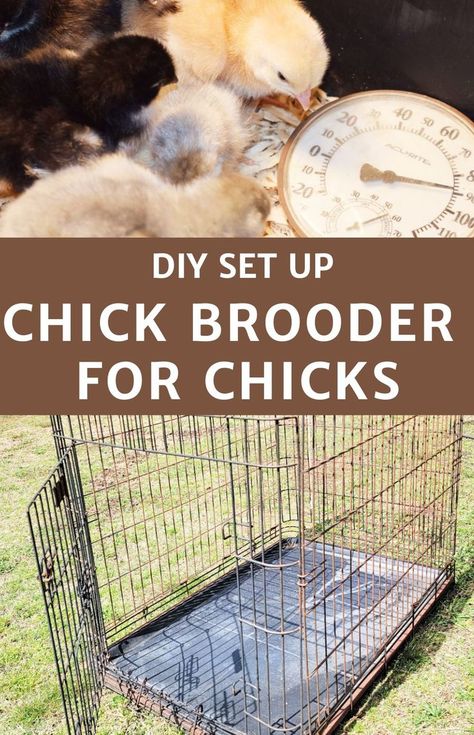 Easy Brooder For Chicks, Easy Brooder Diy, Chic Brooder Ideas, Diy Baby Chicken Coop Ideas, Chicken Brooder Diy How To Build, Broody Chicken Set Up, Chick Box Ideas, Chicken Brooding Box Ideas, Outdoor Brooder Box Ideas