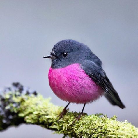 ? Australian Pink Robin in all its glory - Imgur Burung Kakatua, Pink Robin, Australian Wildlife, Most Beautiful Animals, Australian Birds, Pink Bird, Bird Pictures, Amazing Animals, Pretty Birds