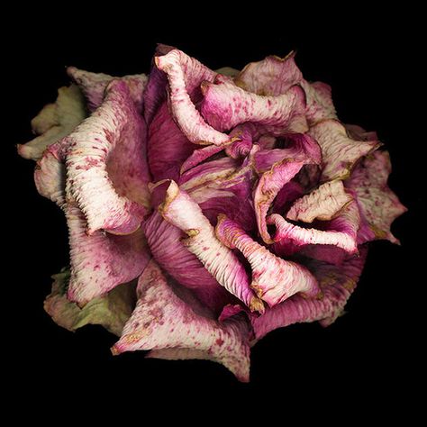 Scanner Art, Web Design Photography, Wilted Rose, Decay Art, Billy Kidd, Wilted Flowers, Burning Rose, Online Web Design, Growth And Decay