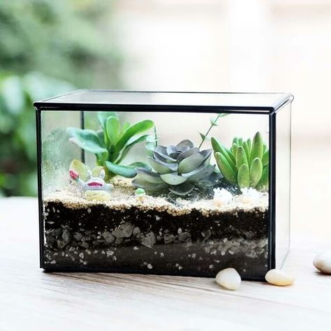 7"L x 4.75"H x 4“W Rectangle Clear Glass Geometric Terrarium Box Tabletop Succulent Fern Moss Micro Landscape with feet Bonsai Flower Pot Marimo Terrarium, Battery Tea Lights, Beautiful Terrariums, Bonsai Flower, Terrarium Jewelry, Geometric Terrarium, Be Wise, Glass Terrarium, Columbia Sc