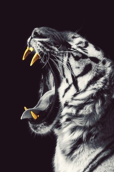 Tiger gold teeth Foto Art, A Tiger, Inspirational Wallpapers, White Tiger, Beautiful Cats, Big Cats, Beautiful Creatures, Wild Cats, Animal Kingdom