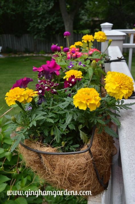 Change Summer Planters to Fall Planters in a few easy steps by trading out tired looking plants for Fall flowers. It's easy and frugal to refresh your container gardens by adding festive Fall flowers and decor. #fallplanters Outdoor Fall Flowers, Deck Railing Planters, Container Gardening Ideas, Vegetable Garden Tips, Railing Planters, Container Gardening Flowers, Fall Planters, Deck Railing, Flower Gardens